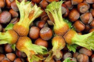 Fındık Fiyatı Psikolojik Eşiği Aştı