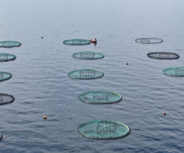 Karadeniz’den 31 ülkeye 278 milyon dolarlık su ürünü ihracatı