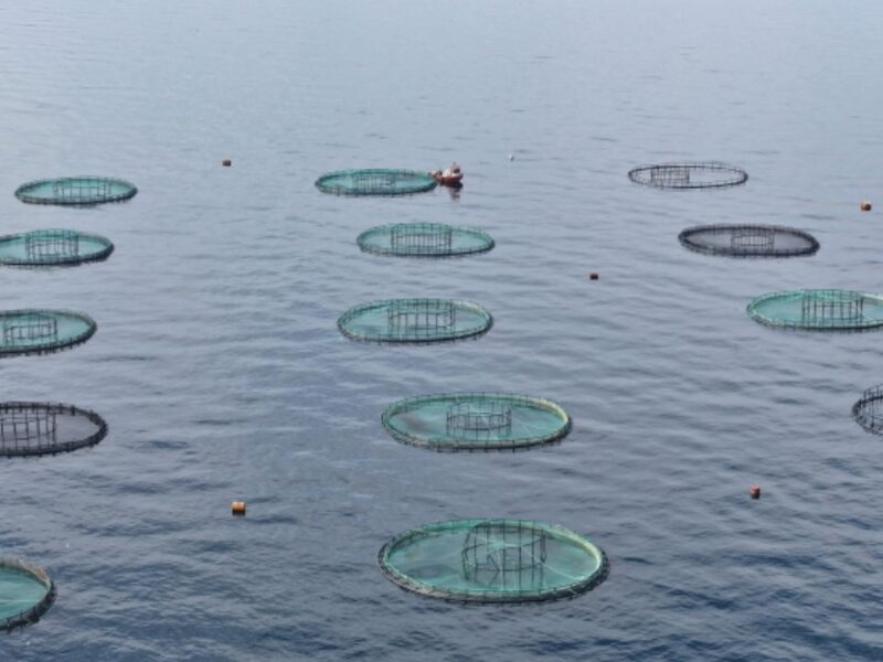 Karadeniz’den 31 ülkeye 278 milyon dolarlık su ürünü ihracatı