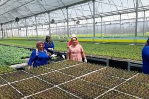 Kumluca’da yaz sıcakları altında fide üretimi: İşçiler zorlu koşullarda çalışıyor