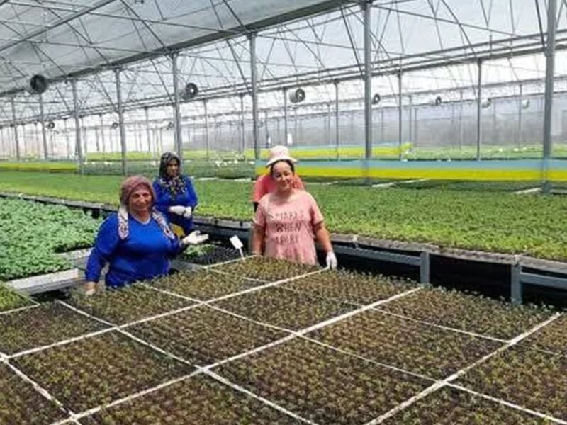 Kumluca’da yaz sıcakları altında fide üretimi: İşçiler zorlu koşullarda çalışıyor